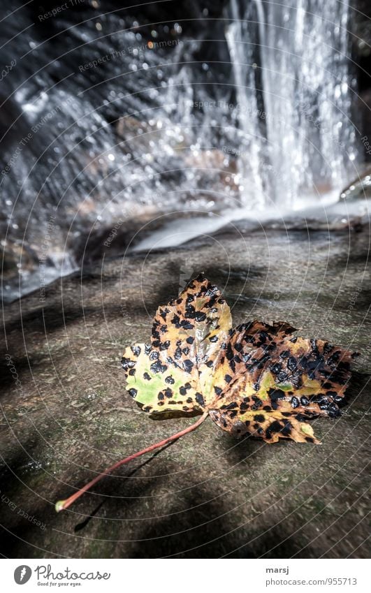 pox in autumn Nature Autumn Leaf Maple leaf Waterfall Old Multicoloured Sadness Grief Death Fatigue End Limp Colour photo Exterior shot Deserted Copy Space top