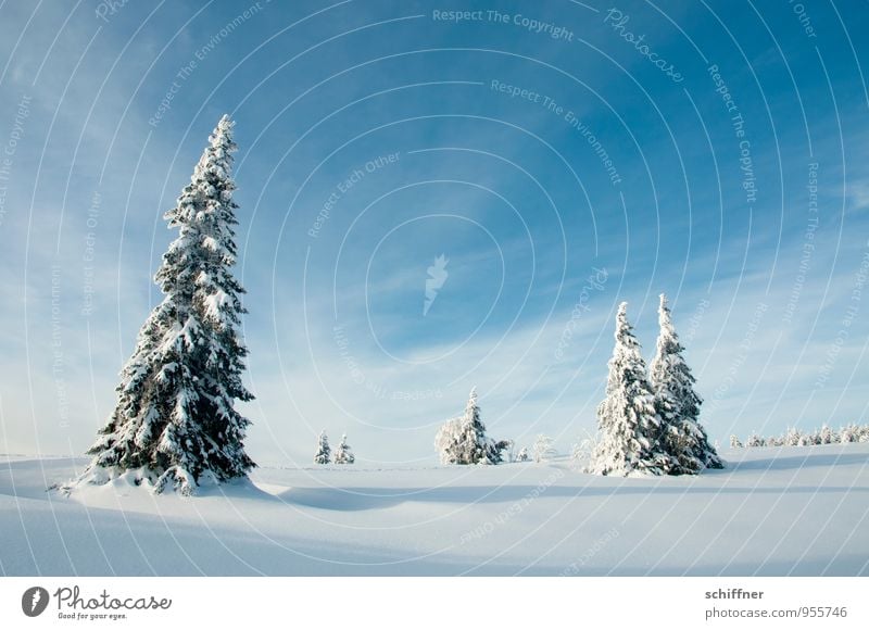 Christmas card Environment Nature Landscape Plant Sky Clouds Winter Beautiful weather Ice Frost Snow Tree Cold Blue Fir tree Multiple Peer pressure Group photo