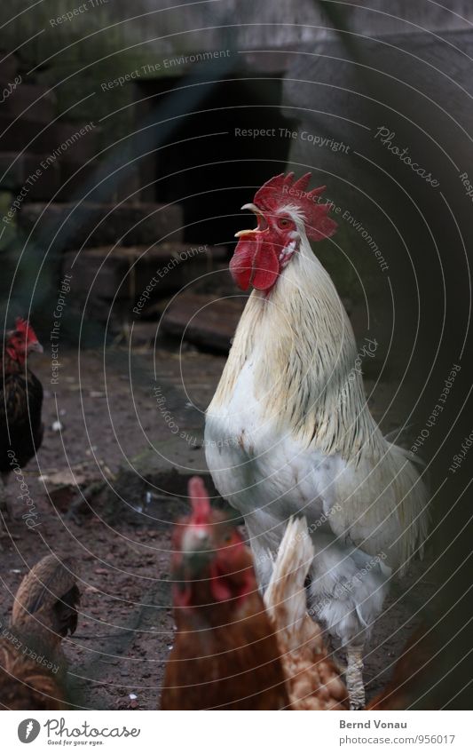 Get up! Farm animal Rooster Gray Red White Crash Loud Scream Wake Crest Beak Poultry Feather Courtyard Keeping of animals Enclosure Barn fowl Stone Building