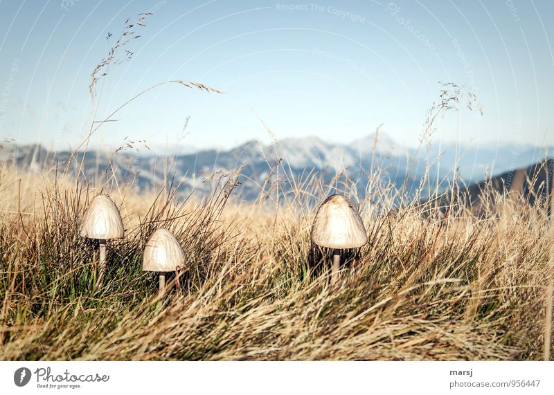 Trash! | Mushrooms, please, no more! Nature Autumn Beautiful weather Plant Wild plant Tuft of grass Grassland Alps Mountain Authentic Together Natural Gloomy