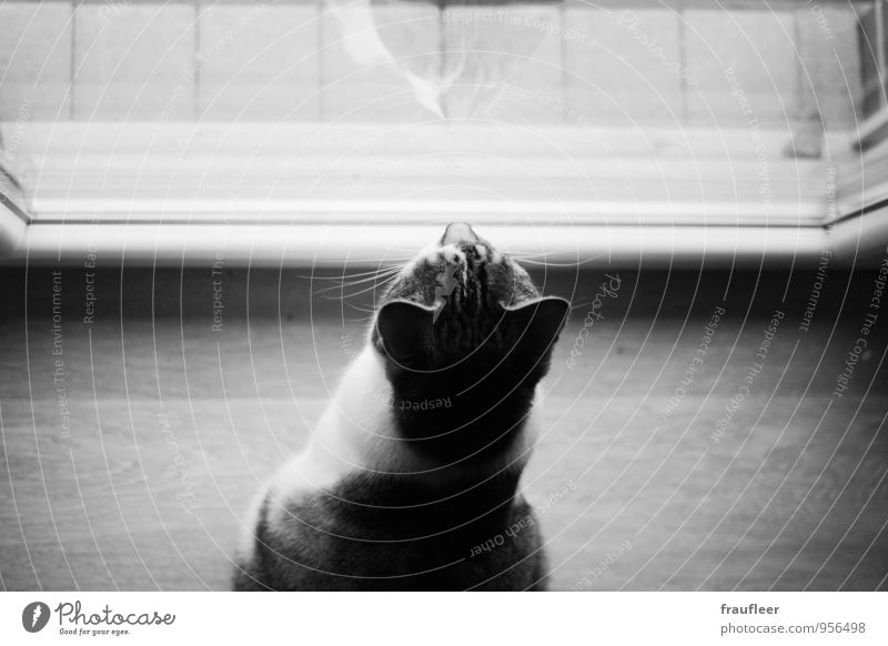 hangover Animal Pet Cat 1 Wood Glass Moody Watchfulness Curiosity Interest Longing Black & white photo Interior shot Close-up Deserted Copy Space top Day