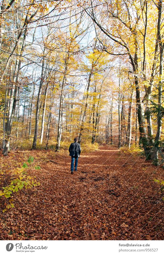 Autumn forest Vacation & Travel Freedom Hiking Human being Masculine 1 Nature Landscape Plant Animal Air Sun Sunlight Climate Weather Beautiful weather Tree