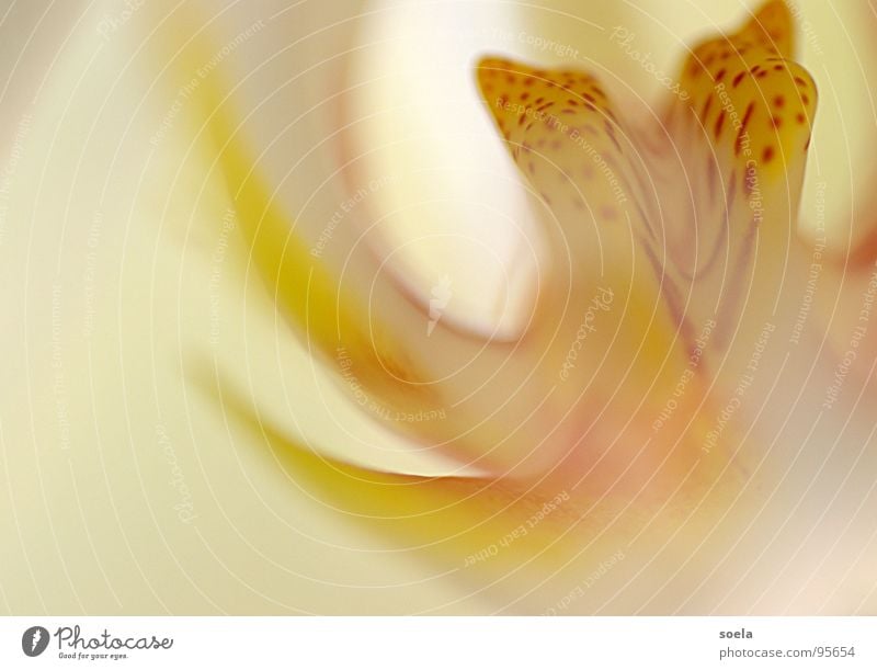 orchid Flower Orchid Plant Macro (Extreme close-up) Yellow Abstract Red Multicoloured