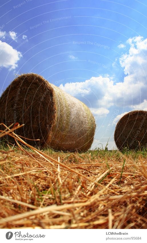 straw bale Hay bale Summer Straw Bale of straw Grass Field Yellow Agriculture Clouds Exterior shot Village Meadow Calm Nature Sky Field recording Blue Landscape