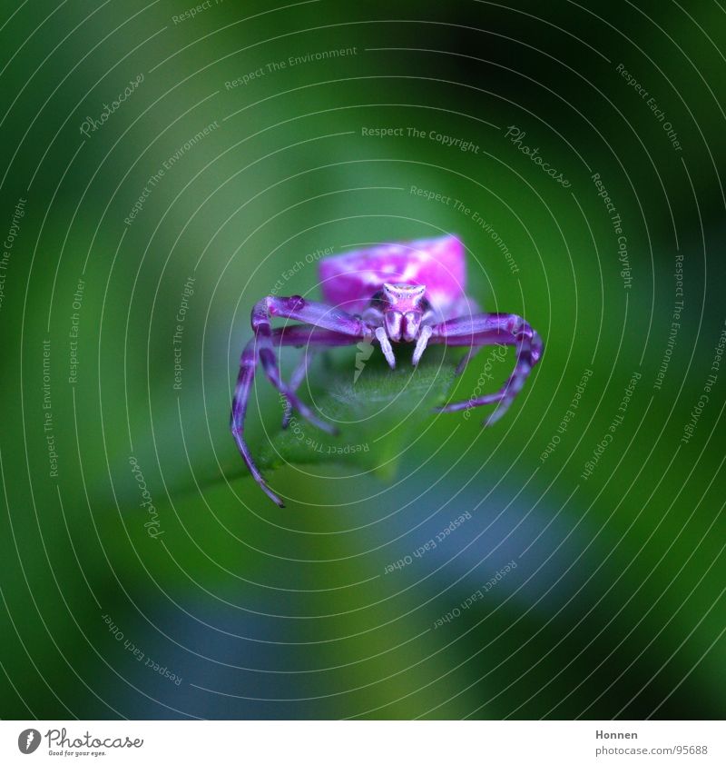 She just wants to play, doesn't she? Crab spider White Violet Insect Aggressive Blossom Sweet pea Plant Animal ambush hunter Two Claw Spider Dionycha Poison