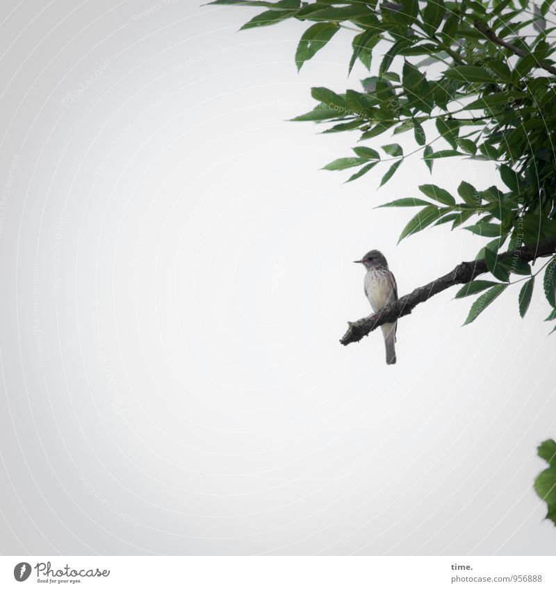 I could fly, but I don't want to. Plant Tree Leaf Branch Bird Animal face Wing Old world warbler Observe Sit Wait Beautiful Expectation Far-off places Calm