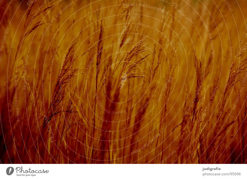 grass Grass Yellow Brown Stalk Blade of grass Ear of corn Glittering Beautiful Soft Hissing Meadow Delicate Flexible Sensitive Pennate Gold Orange Wind Pollen