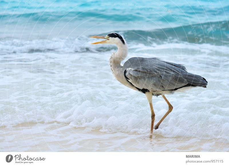 Grey Heron at the beach, Maldives Style Exotic Relaxation Vacation & Travel Beach Ocean Island Nature Animal Sand Water Bird Blue Gray Turquoise Watchfulness