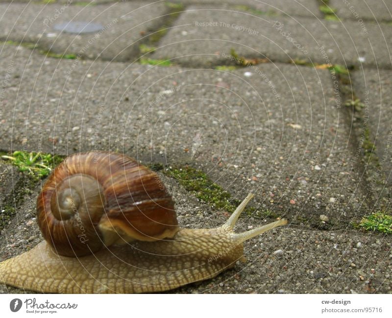 at a snail's pace up to 40! Snail Crawl Slowly Animal Vineyard snail Air-breathing land snail House (Residential Structure) Snail shell Inhabited Slimy Mucus