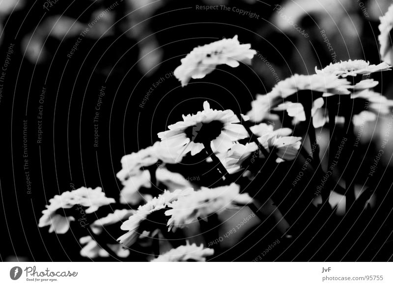 [yearning] Flower Longing Growth Summer Grief Black & white photo Nature Sadness