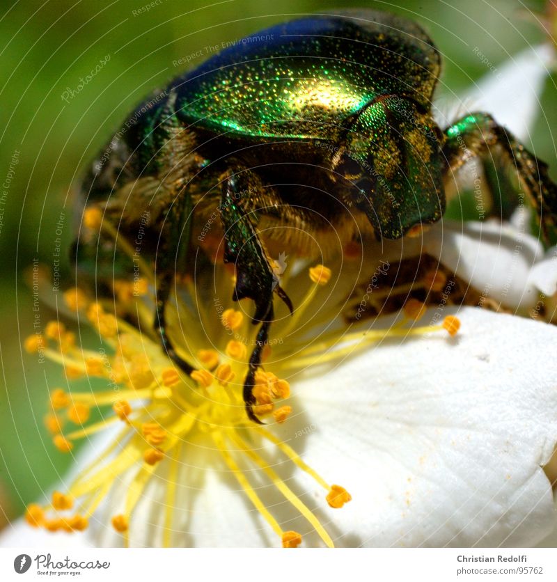 insect Nutrition Blossom Animal Insect To feed Glittering Green White Macro (Extreme close-up) Close-up brilliance Beetle Food Gold Legs Armor-plated Flying
