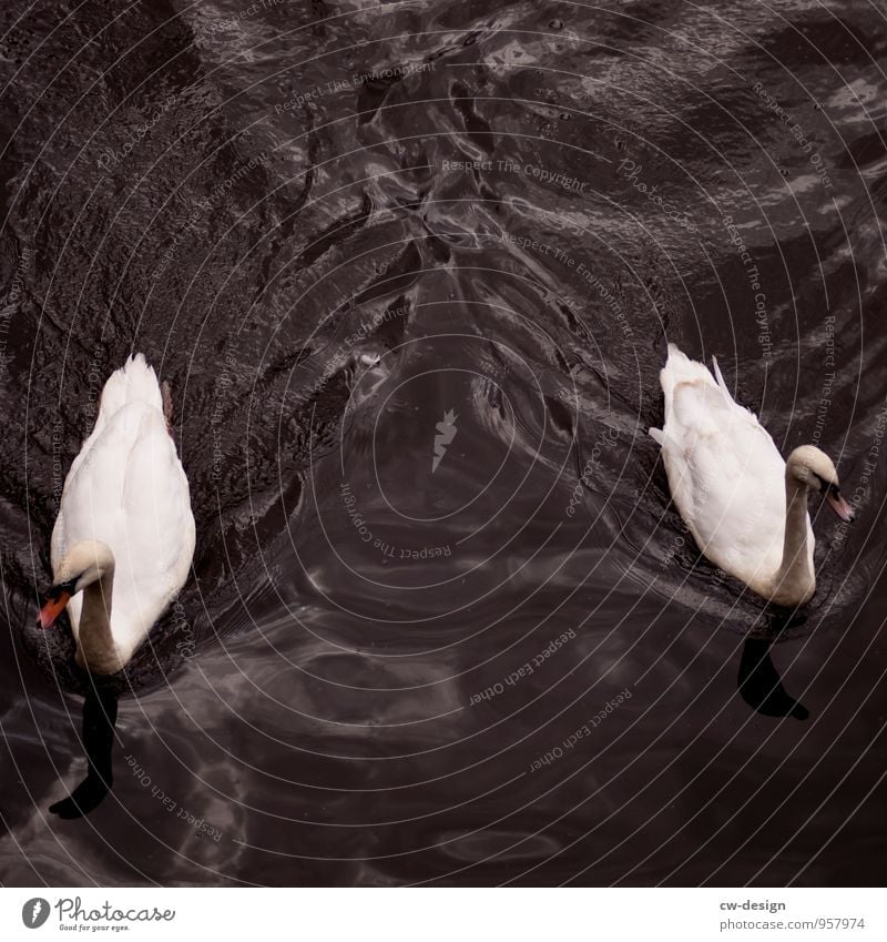 swan lake Nature Animal Water Lakeside Wild animal Swan 2 Pair of animals Swimming & Bathing Blue White Relationship Freedom Attachment Colour photo