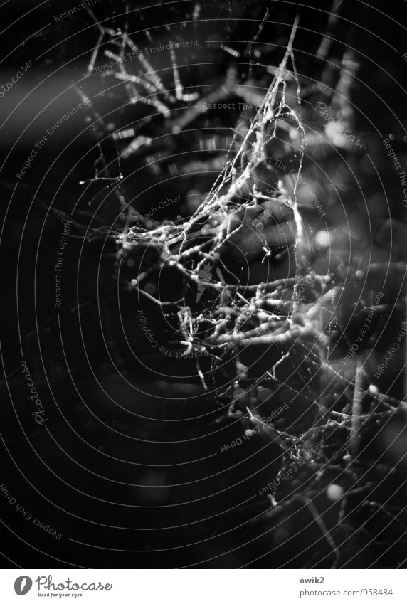 weave Environment Thin Authentic Firm Small Near Flexible Spider's web Cobwebby Dark Black & white photo Exterior shot Close-up Detail Macro (Extreme close-up)