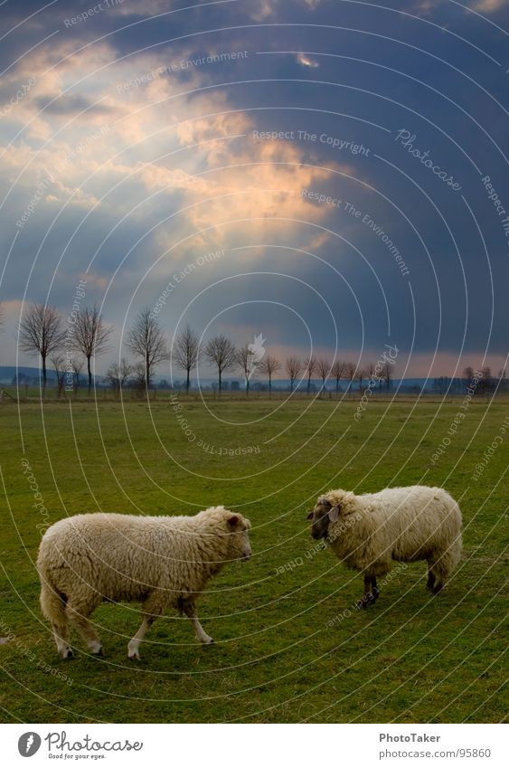 Battle of the sheep Sheep HDR Livestock Clouds Avenue Tree Anger Rutting season Field Meadow Aggravation Mammal Sky landscaped Sun Fight