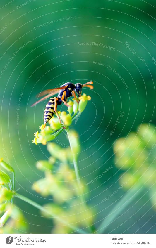 The Wasp Environment Nature Plant Animal Summer Grass Foliage plant Wild plant Wild animal Wasps 1 Blossoming To hold on To feed Crawl Fragrance Natural