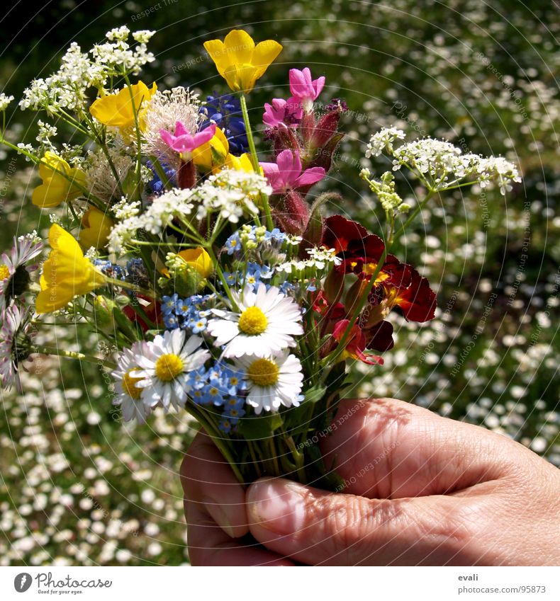 Spring flowers at summer temperatures Beautiful Fragrance Garden Mother's Day Hand Fingers Flower Grass Meadow Bouquet Blossoming To hold on Jump Women`s hand
