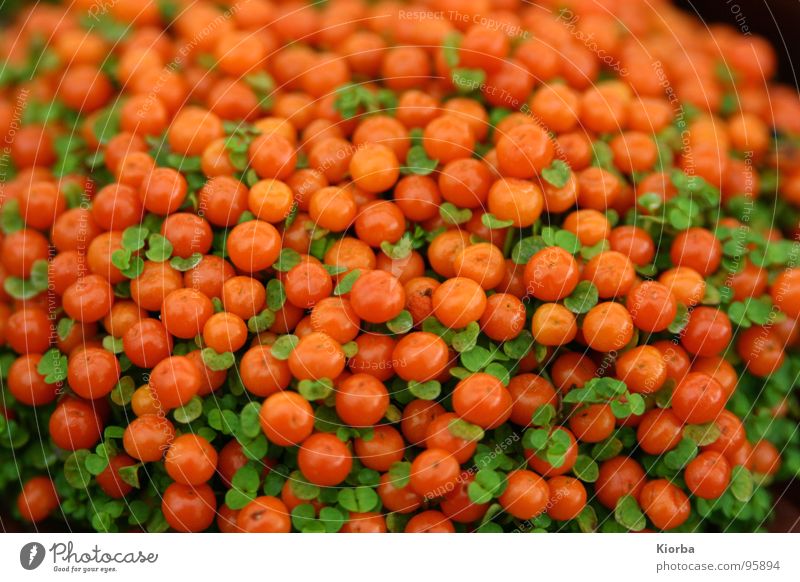Pearls of nature Bushes Green Plant Poison Closed Hold Dependence Appearance Beautiful Garden Park Nature Orange unpalatable