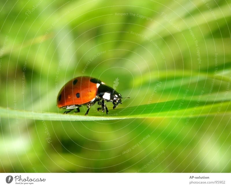 "galloping" ladybird *1 Happy Success Nature Animal Grass Beetle Crawl Walking Small Speed Green Red Black Ladybird Insect Diminutive Feeler Blade of grass