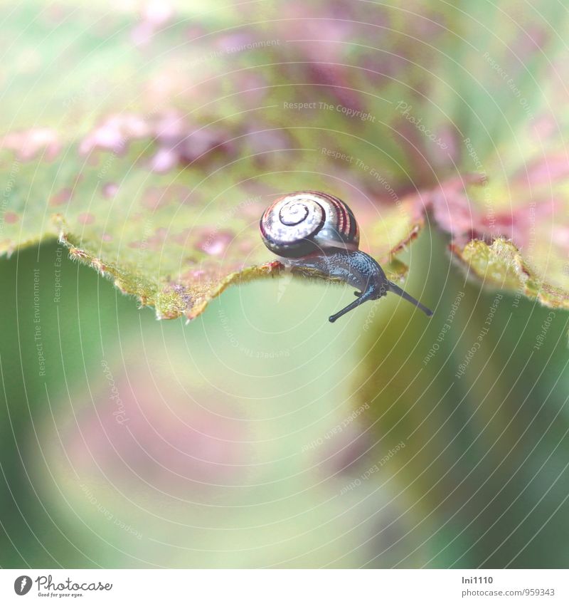Young vineyard snail on the move Nature Plant Animal Autumn Leaf Alchemilla leaves Garden Wild animal Crumpet escargot Baby animal To feed Crawl Looking