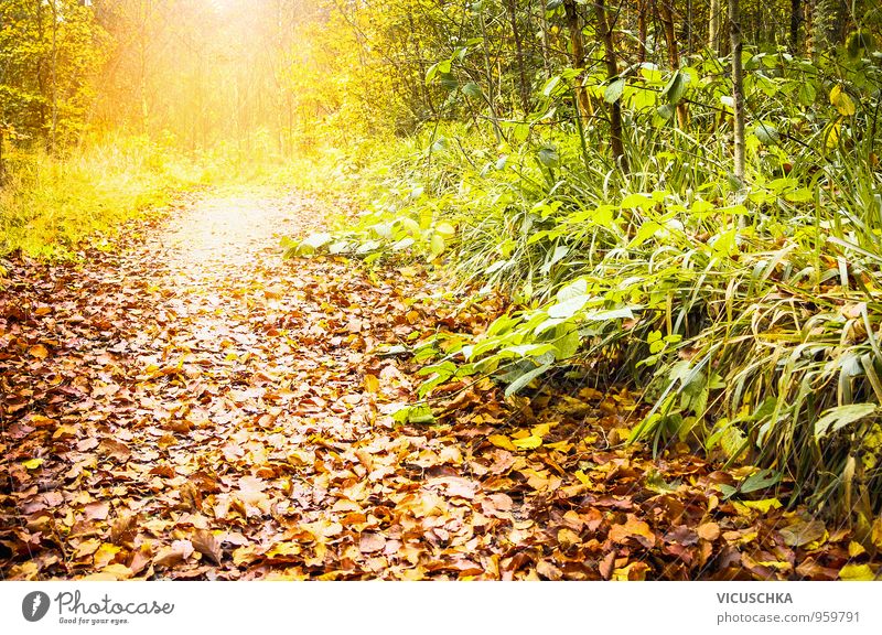 Footpath in the sunny forest , autumn landscape Nature Sunrise Sunset Sunlight Autumn Beautiful weather Park Forest Yellow Design Background picture Leaf