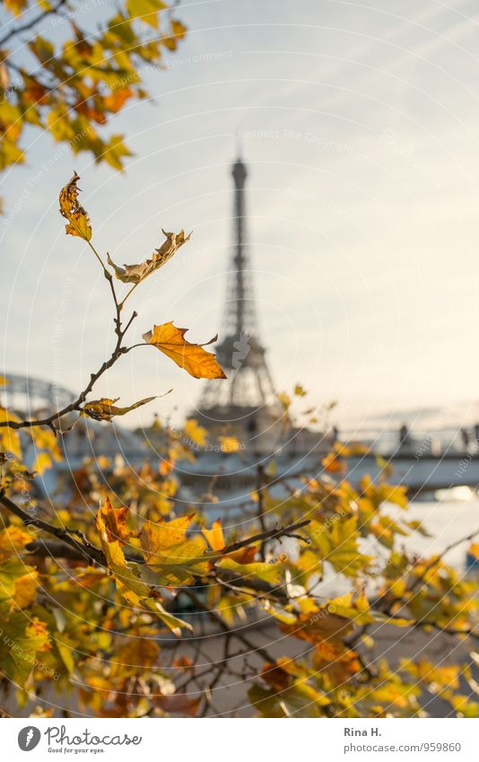 Paris in autumn Vacation & Travel Tourism Trip Sightseeing City trip Autumn Beautiful weather Tree Bright Town Joie de vivre (Vitality) Eiffel Tower