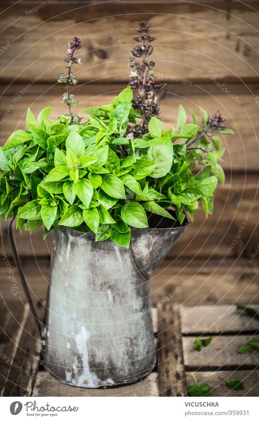 Asian basil in an old tin can Lifestyle Healthy Eating Leisure and hobbies Garden Nature Plant Spring Summer Autumn Retro Design Thai Basil Background picture