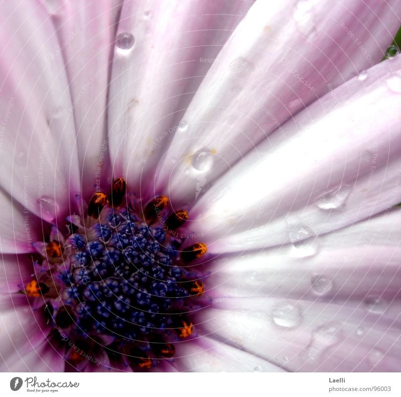 ...when flowers weep. Flower Wet Violet Pink White Blossom Macro (Extreme close-up) Close-up Bright Rain Drops of water Pistil