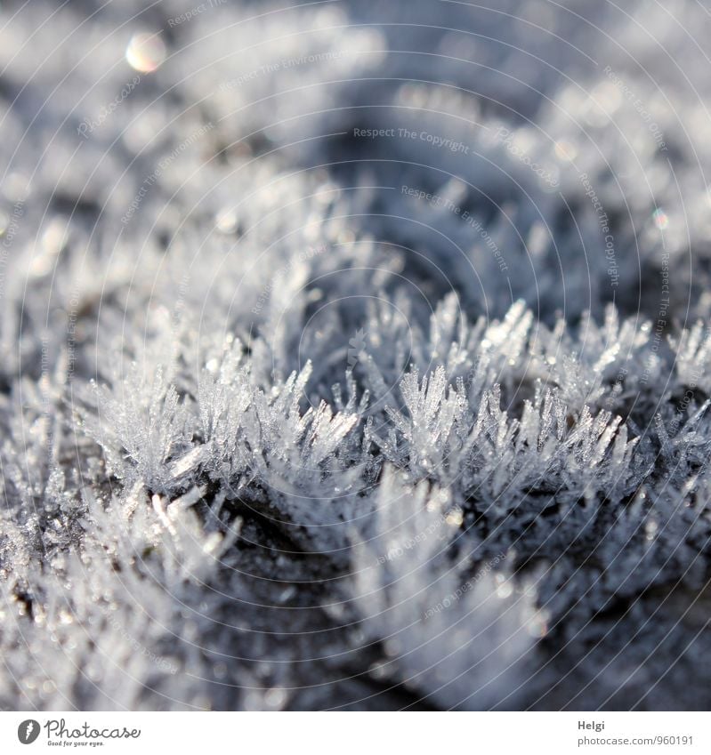 Natural artwork... Environment Nature Winter Ice Frost Freeze Glittering Esthetic Authentic Exceptional Beautiful Uniqueness Cold Small Point Gray White Bizarre