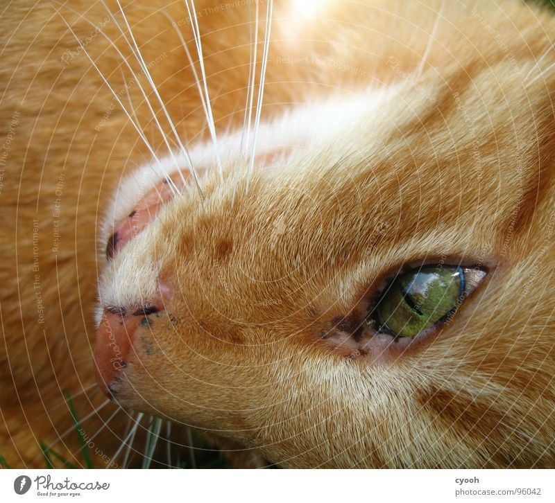 Hangover II Cat Red Green Snout Moustache Animal Pet Affection Pelt Macro (Extreme close-up) Close-up Mammal Domestic cat orange Eyes Cat eyes