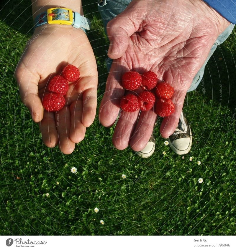11 + 86 Raspberry Round 3 Dried up Wrinkles Senior citizen Picked Red Hand 2 Offer Presentation Fingers Footwear Chucks Grass Meadow Green Daisy Fruit