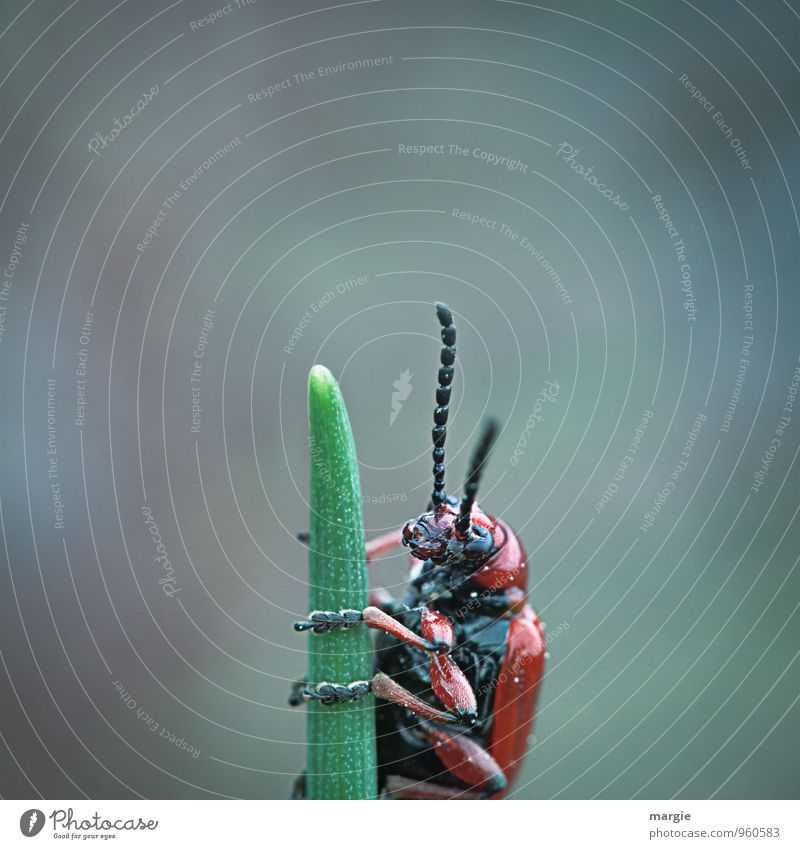 A red and black beetle climbs to the top of a blade of grass Environment Nature Plant Grass Animal Wild animal Beetle Animal face Feeler Leg of a beetle 1