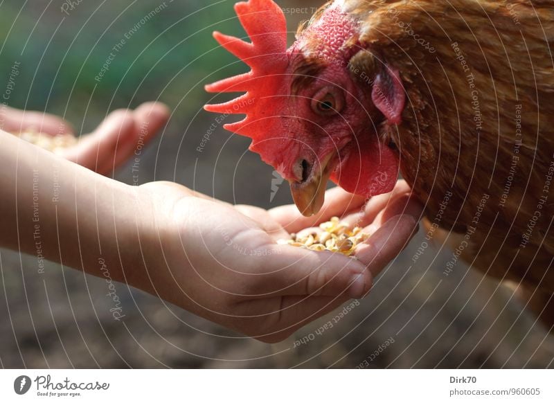 Eats out of your hand too Food Poultry Egg Parenting School Agriculture Forestry Environment Animal Pet Farm animal Bird Animal face Crest Head Barn fowl 1