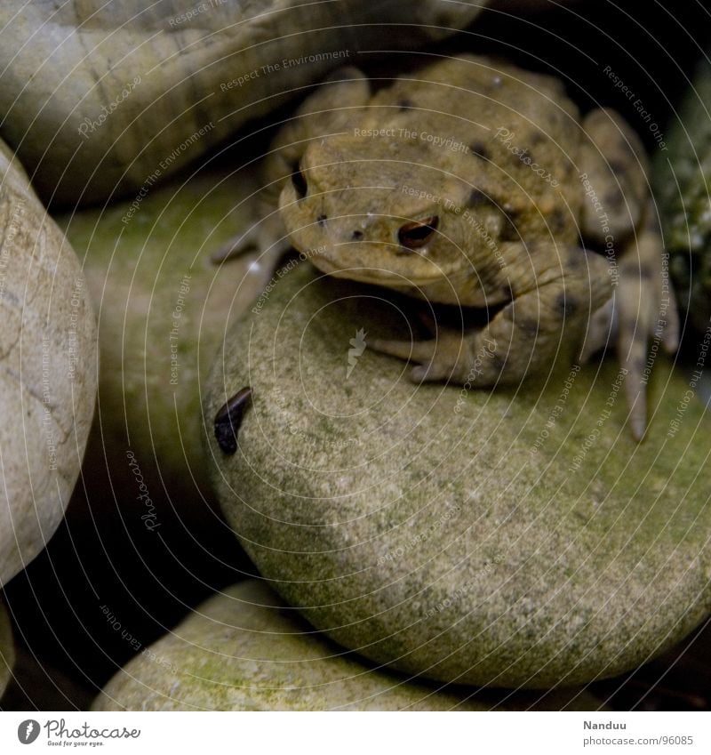 Hugo looks Calm Animal Frog Stone Observe Fat Cold Green Comfortable Environmental protection Beige Common toad Camouflage colour Damp Motionless Painted frog