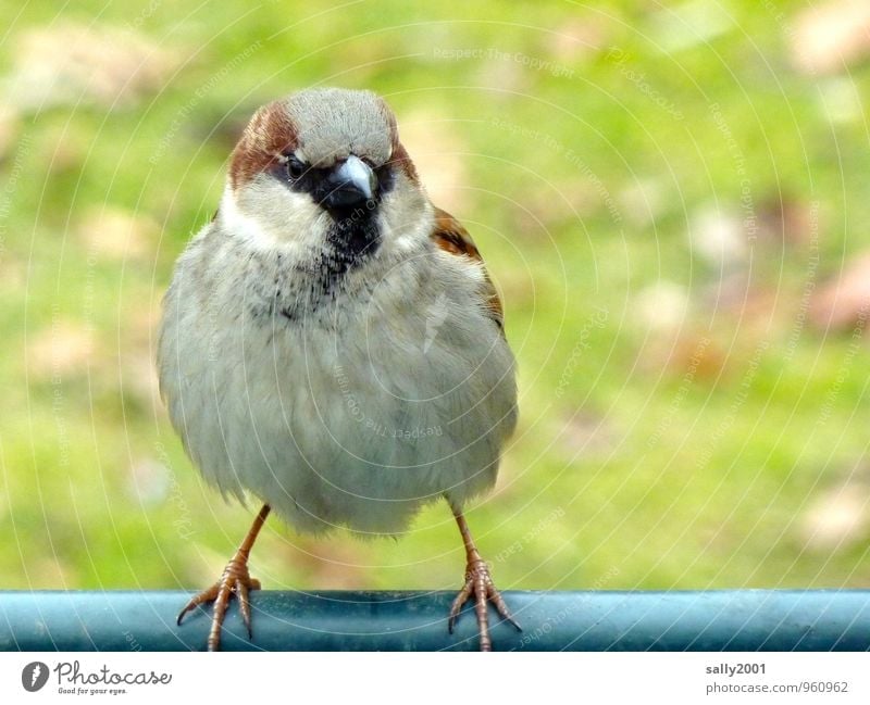 on slender feet... Animal Bird Sparrow 1 Observe Flying Sit Stand Wait Friendliness Beautiful Small Curiosity Round Soft Brown Gray Expectation Contentment