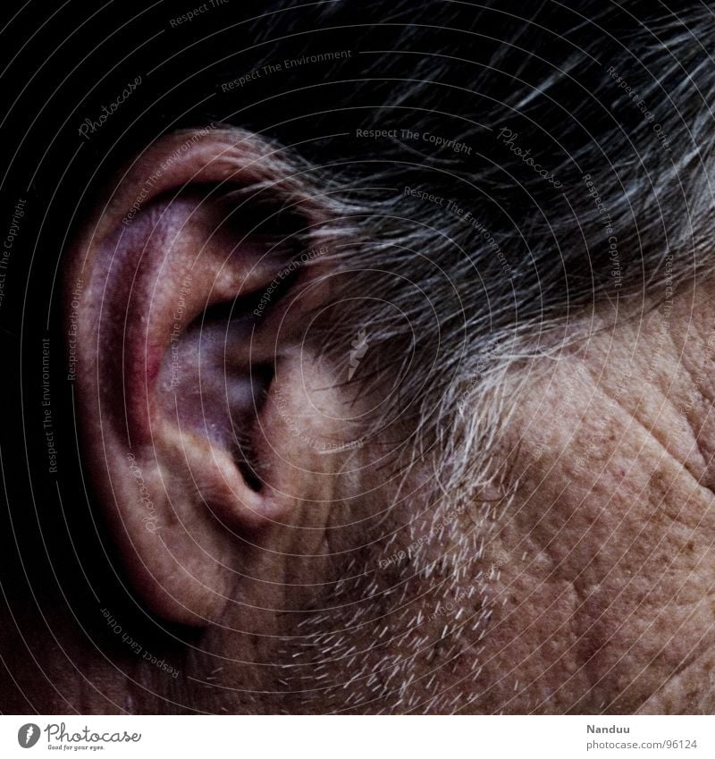 red ear Hair and hairstyles Skin Senses Human being Man Adults Senior citizen Ear Gray-haired Listening Near Red Grayed Stringer Vessel Vulnerable Sensitive