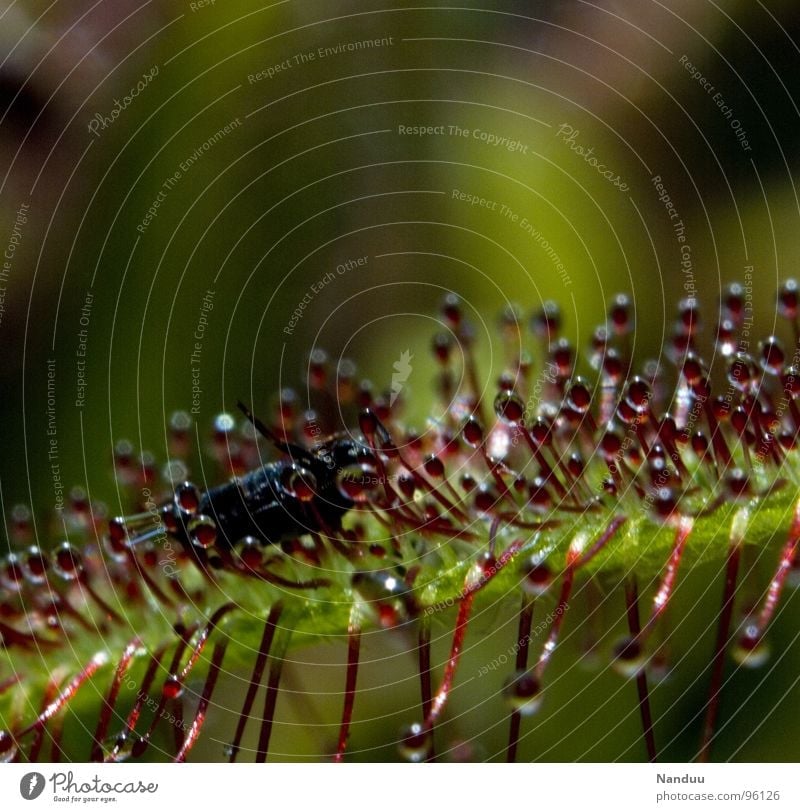 sundew Nature Plant Drops of water Fly To feed Glittering Slimy Green Red Death Dangerous Whimsical Digestive system Brutal Kill Medicinal plant Tentacle