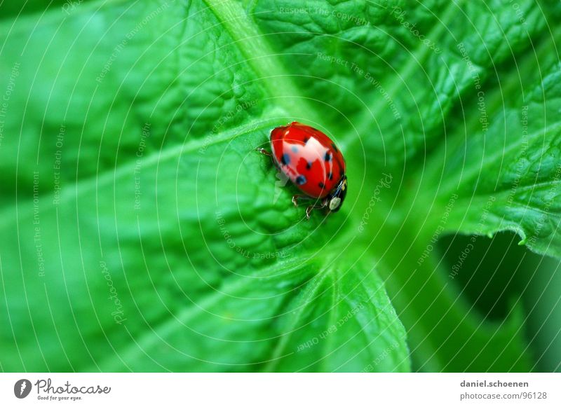 luck is going downhill Ladybird Green Red Contrast Multicoloured Slowly Crawl Macro (Extreme close-up) Close-up Summer Happy Colour