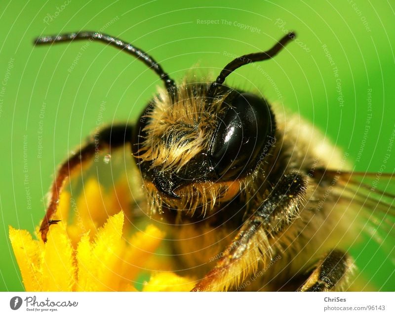 Earth bee ( Andrena florea ) 01 Sand bee Bee Wasps Insect Honey Diligent Yellow Black Green Striped Summer Spring Feeler Animal Collection