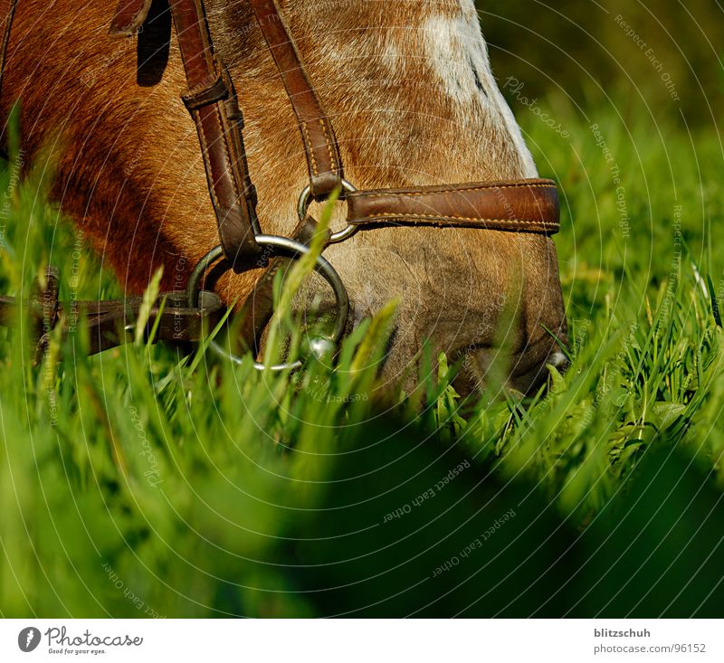 delicious evening bread Horse Dinner Snout Feed Nutrition To feed Grass Switzerland Evening sun Delicious Fine Mammal Equestrian sports Mountain Mouth Nose