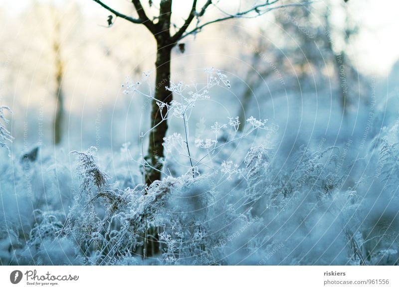 frosty beautiful. Environment Nature Landscape Plant Sun Winter Weather Beautiful weather Ice Frost Tree Flower Aegopodium podagria Dill Field Forest Fresh Cold