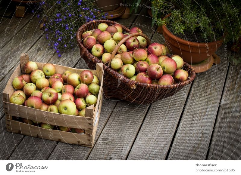 apples Fruit Apple Organic produce Vegetarian diet Diet Garden To enjoy Sustainability Basket Juicy Crate Exterior shot Detail Day Light Shadow Contrast