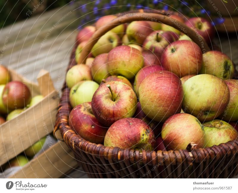 apple harvest Fruit Apple Organic produce Vegetarian diet Healthy Autumn Garden Terrace Wood Calm Break Basket Crate Harvest Juicy Mature Ecological