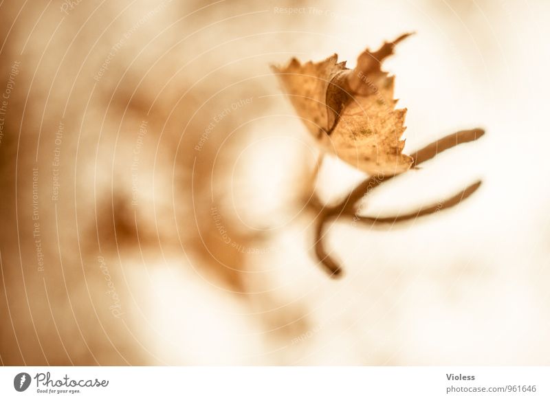 Autumn Review II Environment Nature Plant Tree Leaf Old Faded Natural Brown Birch tree kitten Seed head Experimental Abstract Silhouette Blur