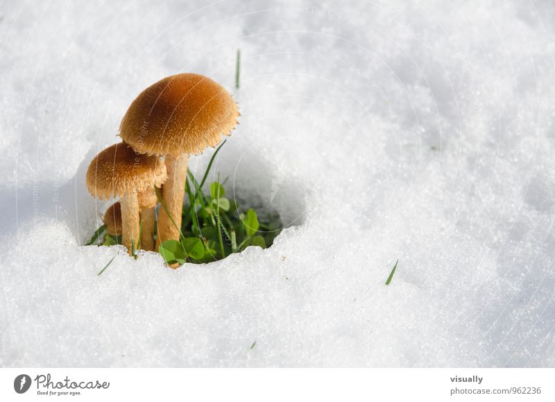 Mushroom in the snow Harmonious Calm Winter Environment Nature Plant Meadow Growth Wait Exceptional Cold Wild White Contentment Anticipation Longing Climate