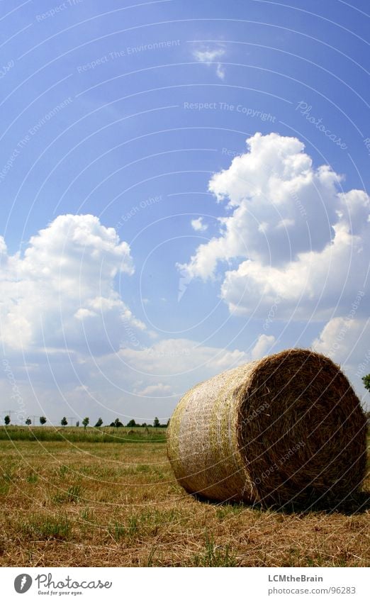 Straw bale II Hay bale Summer Bale of straw Grass Field Yellow Agriculture Clouds Exterior shot Village Meadow Calm Nature Sky Field recording Blue Landscape