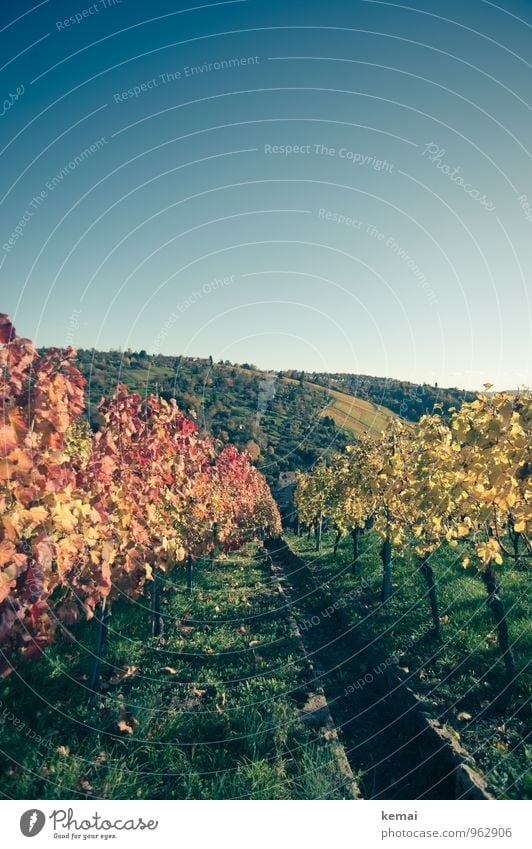 Red wine vs. white wine Environment Nature Landscape Plant Cloudless sky Sunlight Autumn Beautiful weather Bushes Agricultural crop Vine Vineyard Field Hill