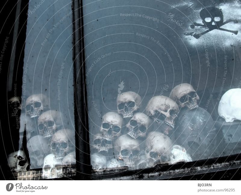 skulls Skeleton Death's head Nightmare Ancient Archeologist Archeology Bury Funeral Find Brain and nervous system Grave Hallowe'en War Life Kill Paddle