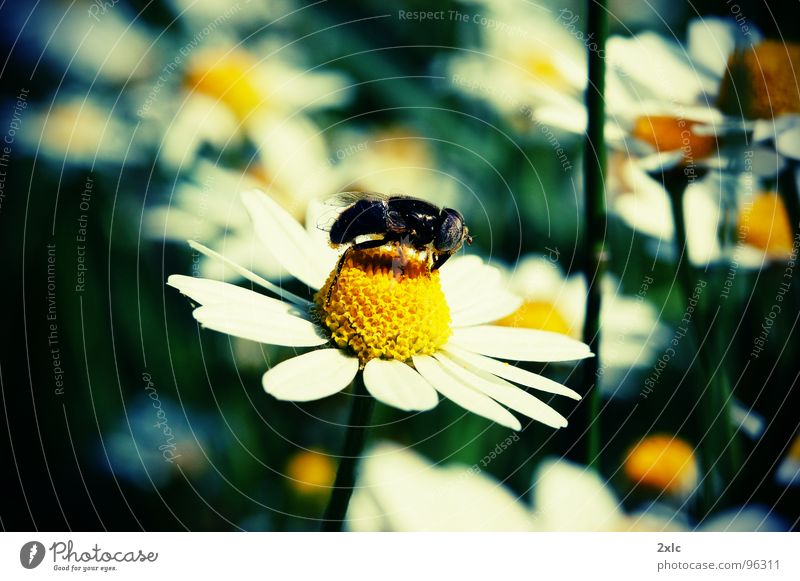 flower bee Yellow Nature grass white insect