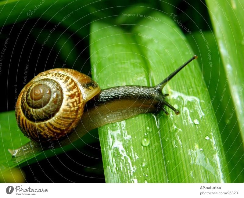 Snail *2 Air-breathing land snail Animal House (Residential Structure) Snail shell Slimy Mucus Feeler Crawl Slowly Speed Spiral Leaf Grass Withdraw Fragile