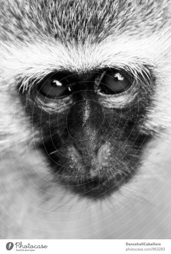 A look of the... Nature Animal National Park Krueger Nationalpark South Africa Monkeys Long-tailed monkey Eyes Facial expression Animal face 1 Observe Looking